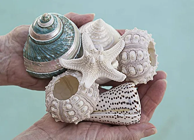 Išgalvotas Sea Shell Set | 3 Unikalių Jūros Kriauklių - 2 